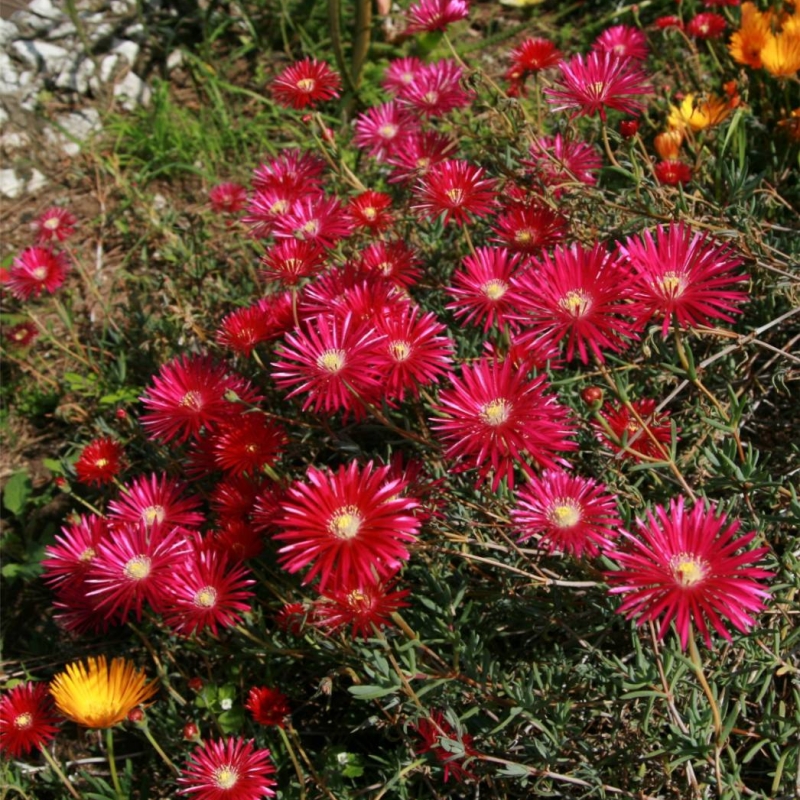 Ice Plant Lampranthus 'Tresco Red'